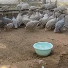 حبشي رومي دجاج فزنت