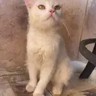 قطط لبيع الأم وعيالها