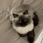 قطه للتبني