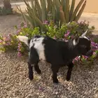 تيس قزمي أليف
