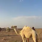بكرة عونيه عمرها4شهور