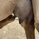 خلفه مشروطه شرط