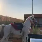 حصان واهو مصري