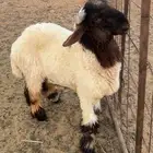 طلي نعيمي منكسر