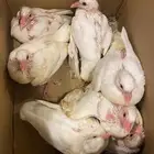 للبيع 7 فروخ حمام