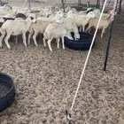 رخال ارفيديات