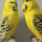 للبيع جوز بادجي طفره التكساس جانبو منتج