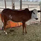 بقر للبيع
