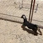 تيس فل شحم.