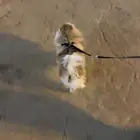 كلب برومنيم