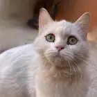 قطه للتبني شيرازيه اليفه مجانا