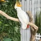 فرخ كوكاتو سيترون ( تم البيع )