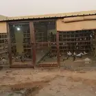 زغاليل