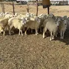 رخال حريات كايفه فرش الطلي العدد 26