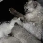 قطه للتبني