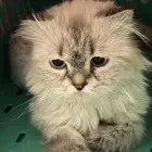 قطه شيرازيه للبيع
