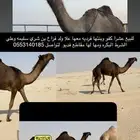 عشرا كفو تحتها بكره فرديه على ولد فزاع بن شري