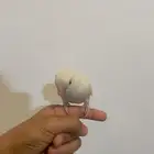 النوع روز البينو عيون حمر غير هدد اليف