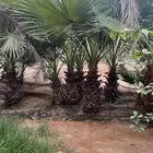 نخل واشنطني نوع المروحه يتراوح طوله من متر الى مترين العدد