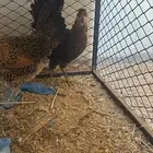 دجاج سته عروض في عرض واحد