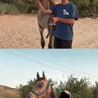حصان