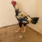 ديك باكستاني طيب وكفو