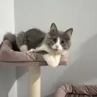 قطه للتبني