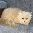 قطو بيع مستعجل بسافر