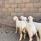 بهم حري 3 شهور