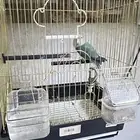 للبيع طير روز مع القفص
