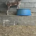 شاه بربريه