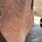 نعيم بلدي نجد سواكن شامل خدمه سلخ وتوصيل