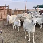 حريات حرش صنف متابيع ( تم البيع )