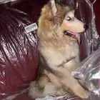 جرو هجين الاسكا وهاسكي الشعر كثيف انثى