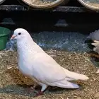 فرنسي حجم سوبر جانبو