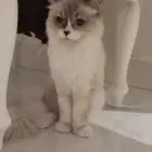 كادي قطه للتبني عمرها سنه لطيفه وهاديه جدا  جيزان صبياء