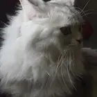 قط مكس شيرازي و هيملايا للتبني