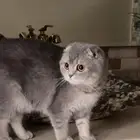 انثى سكوتش فولد للتزاوج