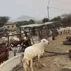 خروف فحل شرط