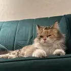 تبني