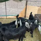 جفار عوارض
