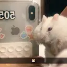 المنسك  تمنيه