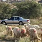 ضان مقاني رخال صنف حرش وجروم