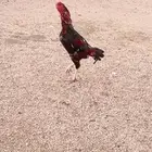 ديك باكستاني