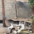 وز للبيع العدد 26 لا اعلم كم ذكر وكم انثى