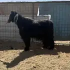 تيس ( عارضي ) فحل