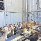 دجاج بلدي عمر 4 شهور ونص