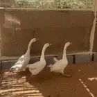 وز بلغاري