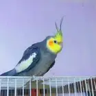كروان اليف متكلم