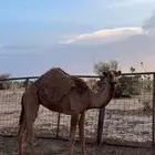 بكره صفراء دبيانيه عمرها 5 اشهر طيبه توصل وتساب